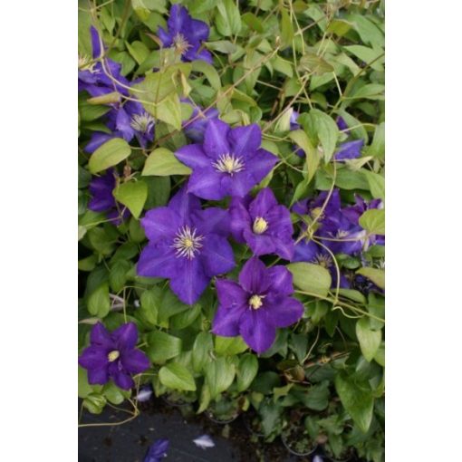 Clematis Lady Betty Balfour