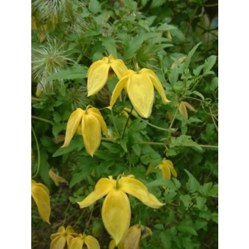 Clematis Lambton Park