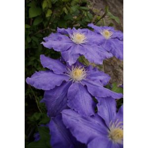 Clematis Lasurstern