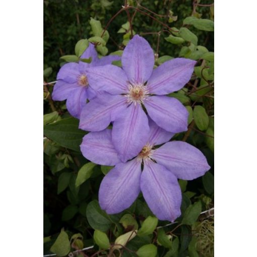 Clematis Lawsoniana