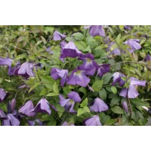Clematis Little Bas