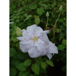 Clematis Louise Rowe