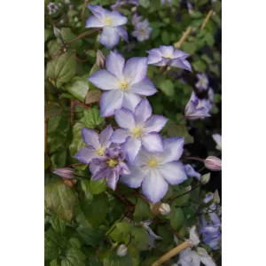 Clematis Lucky Charm