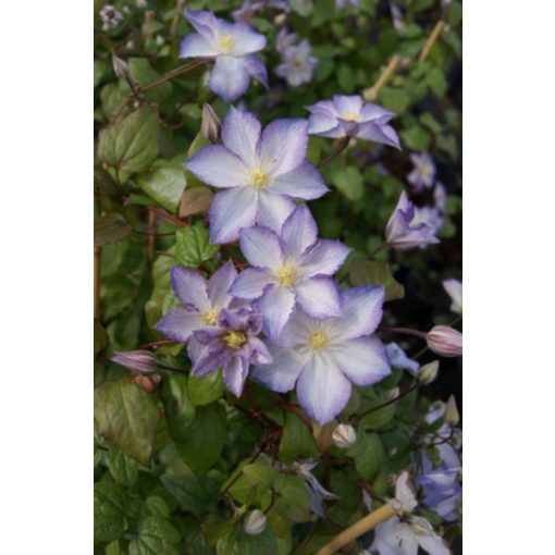 Clematis Lucky Charm