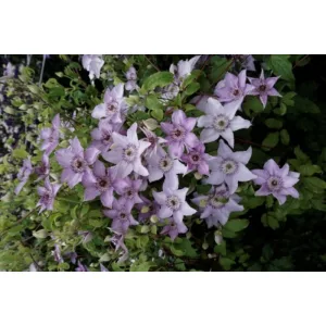 Clematis Mandy