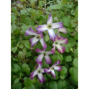 Clematis Minuet