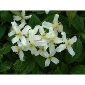 Clematis montana var wilsonii
