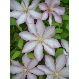Clematis Morning Star