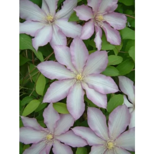Clematis Morning Star