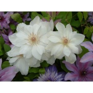 Clematis Mrs George Jackman