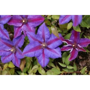 Clematis Mrs. N. Thompson