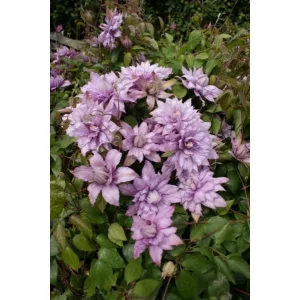 Clematis Mrs Spencer Castle