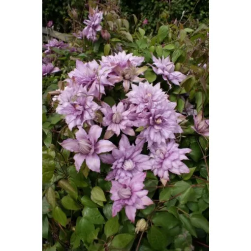 Clematis Mrs Spencer Castle