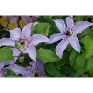 Clematis Myosotis