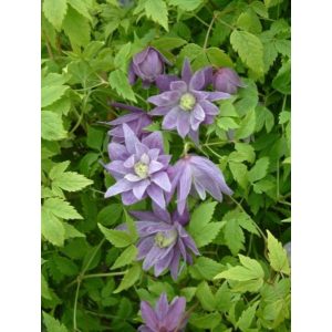 Clematis Ola Howells