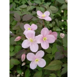 Clematis Olga