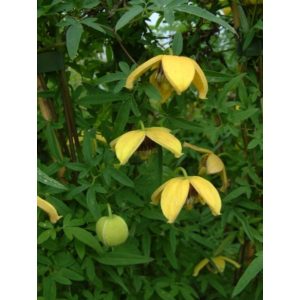 Clematis Orange Peel