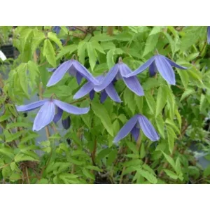 Clematis Pamela Jackman