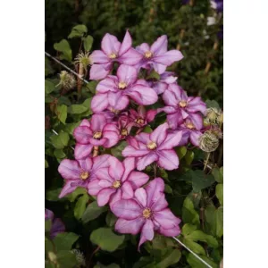 Clematis Paradiso