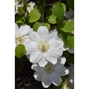 Clematis Guernsey Cream - Klemátisz
