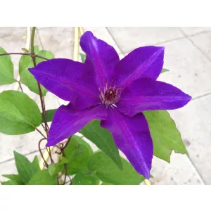 Clematis The President