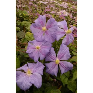 Clematis Perle dAzur
