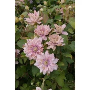 Clematis Pink Passion