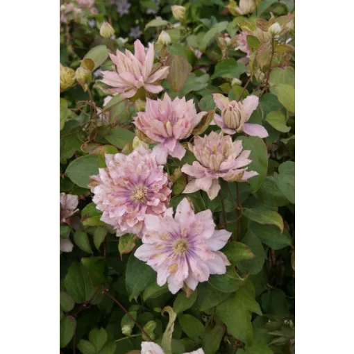 Clematis Pink Passion