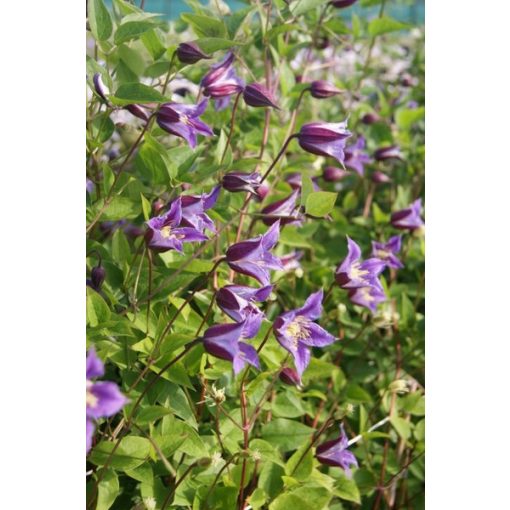 Clematis Prince William