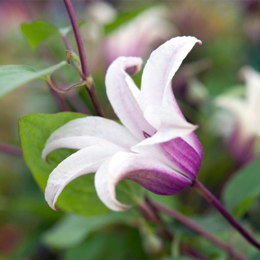 Clematis Princess Kate