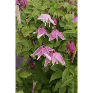 Clematis Propertius