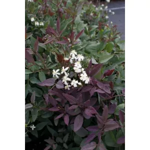 Clematis recta Purpurea
