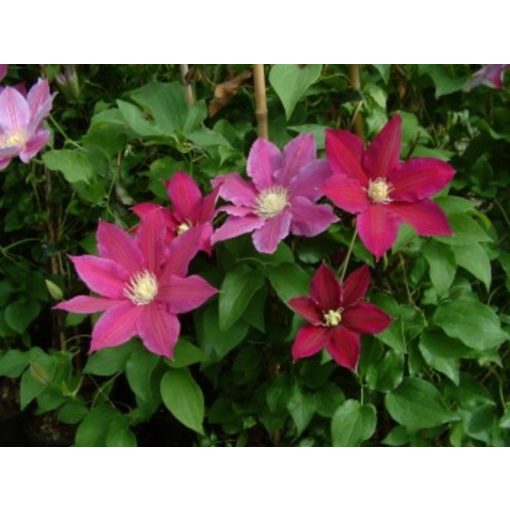 Clematis Red Pearl