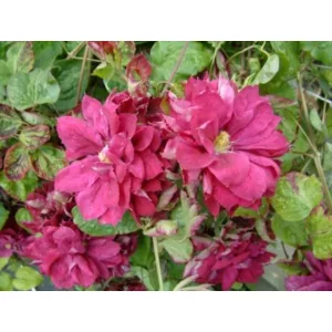 Clematis Red Star