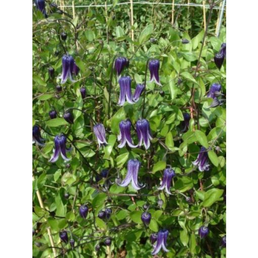 Clematis Rogucchi