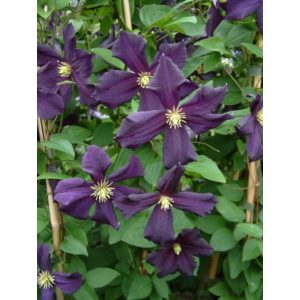 Clematis Romantika