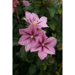 Clematis Rosamunde