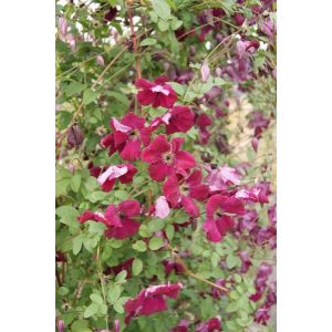 Clematis Rubra (Kemmesina)
