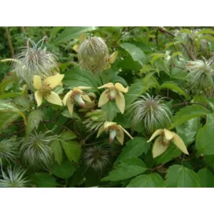 Clematis serratifolia