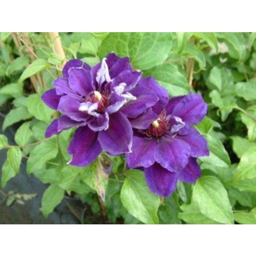 Clematis Shin-shigyoku