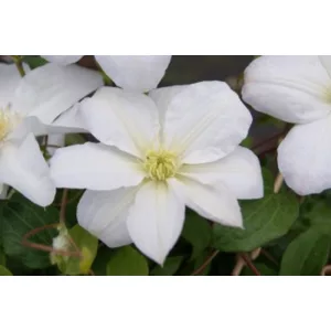 Clematis Shirayukihime