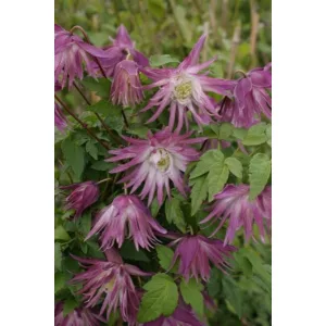 Clematis Sorbet