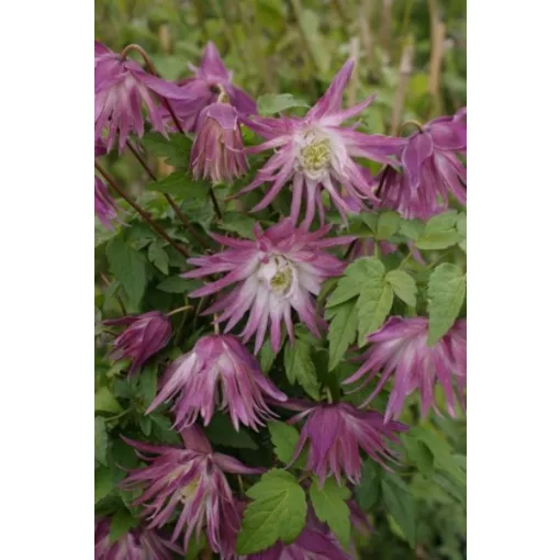 Clematis Sorbet