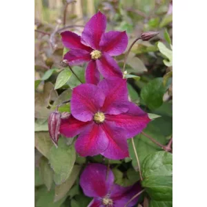 Clematis Star of Pakistan