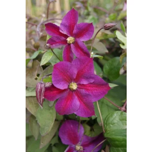 Clematis Star of Pakistan