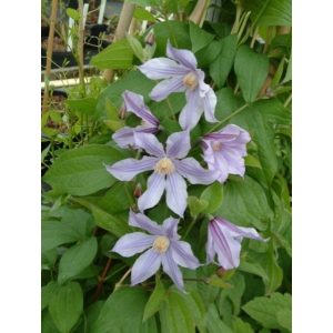 Clematis Star River