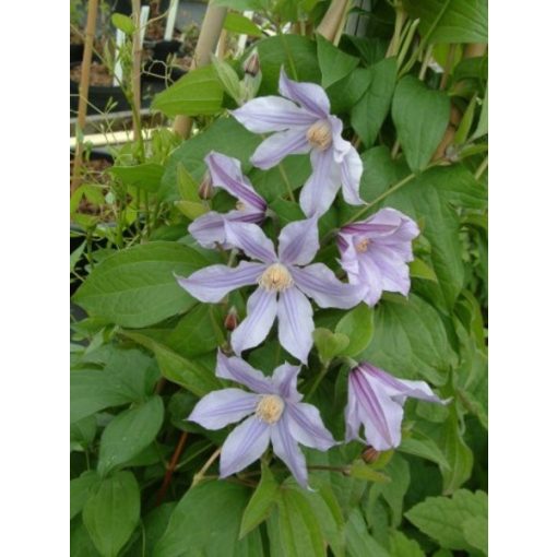 Clematis Star River