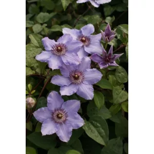 Clematis Still Waters