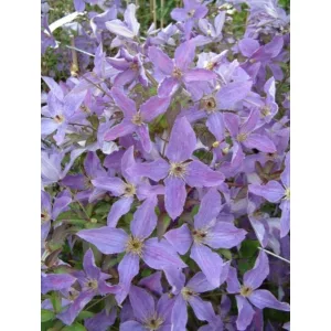 Clematis Sunny Sky