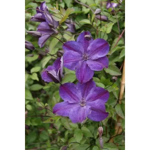 Clematis Super Night